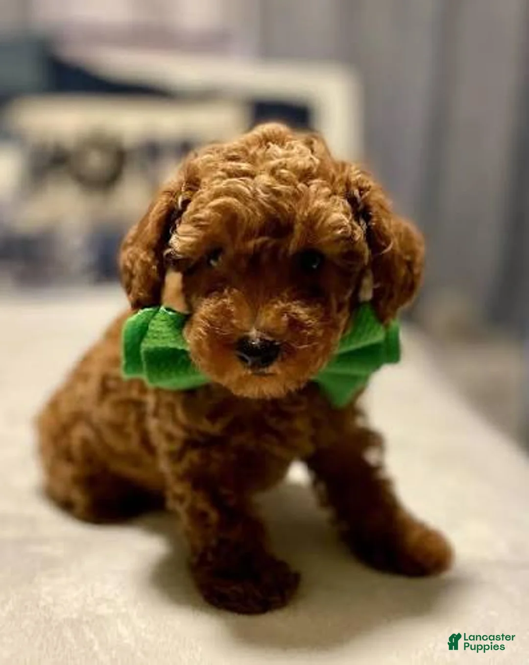 Toy Poodle dogs for sale: Ace - Ad 1