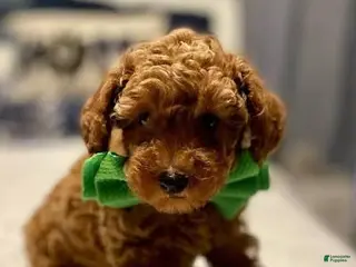 Toy Poodle dogs for sale: Ace - Ad 4