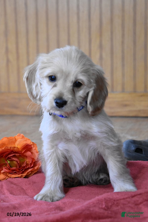 Cockapoo dogs Hunter - Ad 4