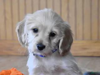 Cockapoo dogs Hunter - Ad 42