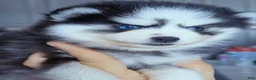 Pomsky dogs for sale: Raya - Ad 2