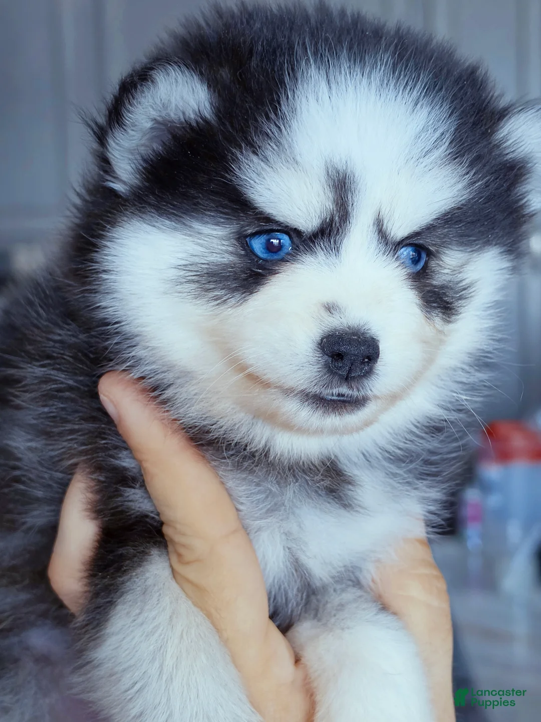 Pomsky dogs for sale: Raya - Ad 2