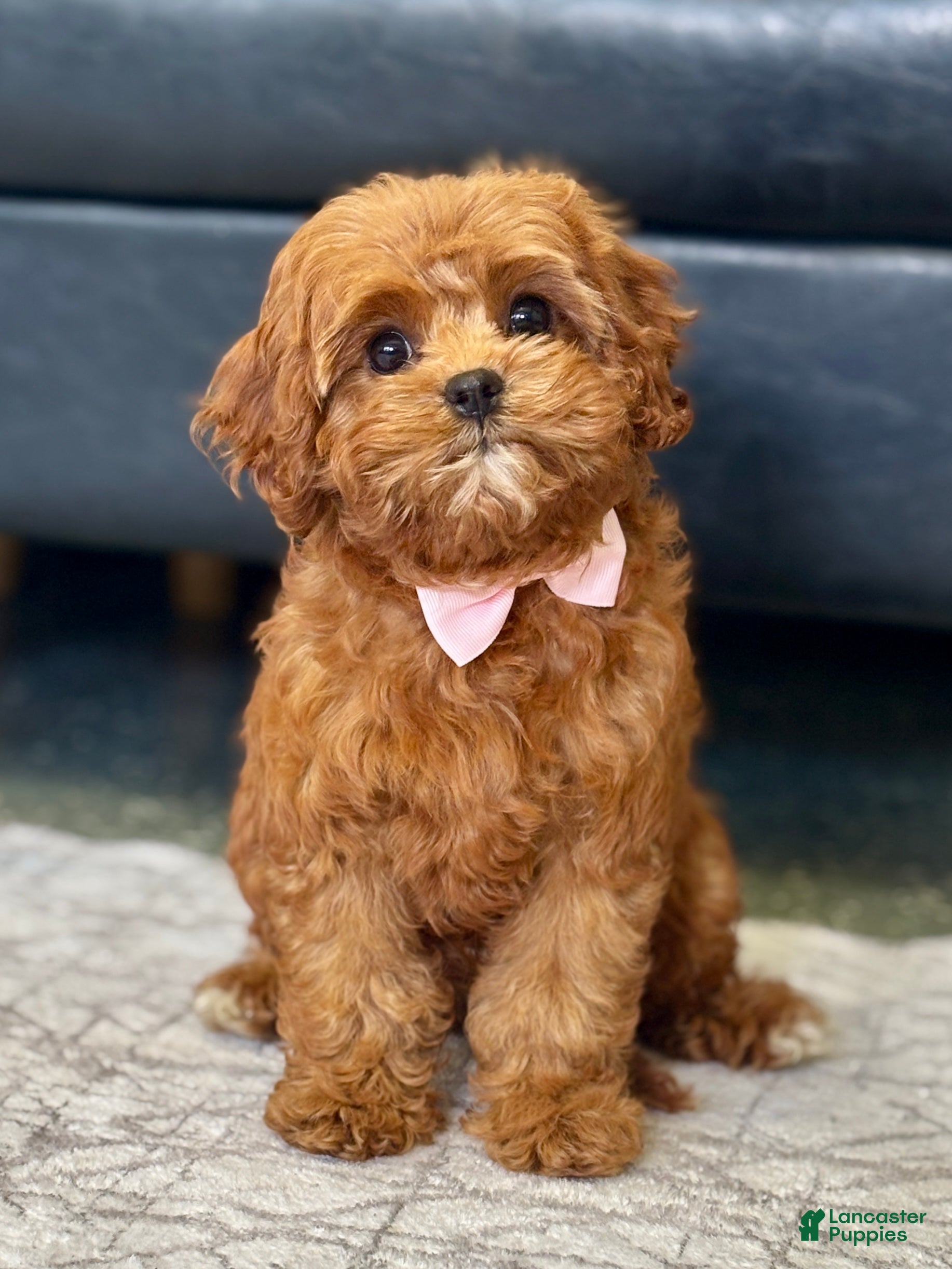 Cavapoo dogs Fifi - Ad 29