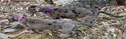 Great Dane dogs for sale: Opana - Ad 4