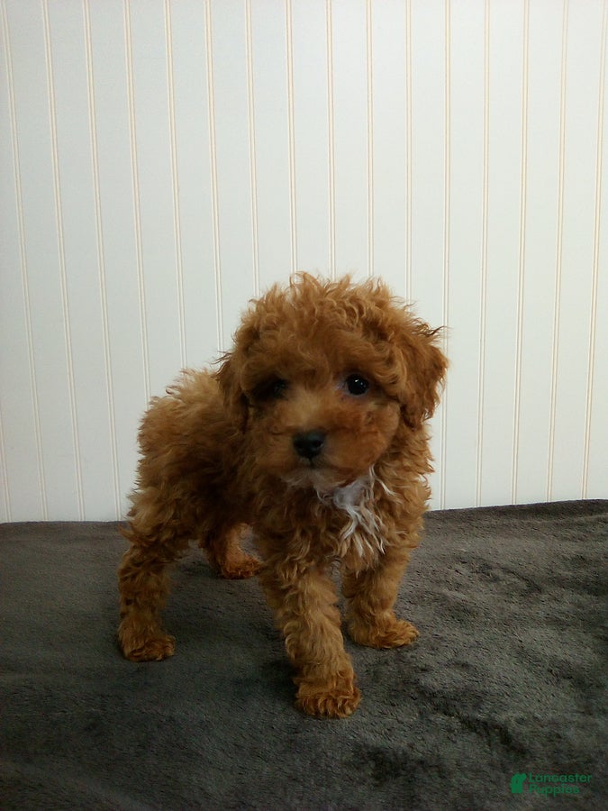 Toy Poodle dogs for sale: Toby - Ad 2