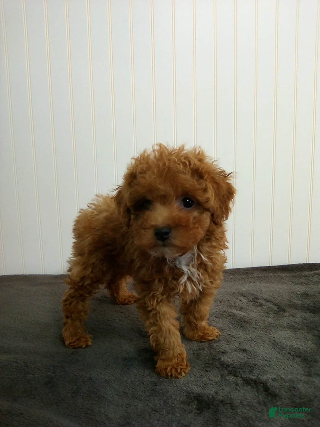 Toy Poodle dogs for sale: Toby - Ad 2