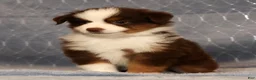 Miniature Australian Shepherd dogs for sale: Finley - Ad 5