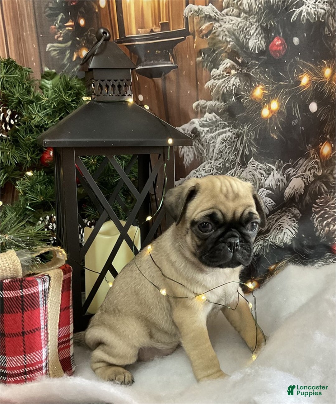 Pug dogs for sale: Pug Puppy 1 - Ad 2