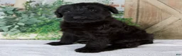 Giant Schnauzer dogs for sale: Kate - Ad 4