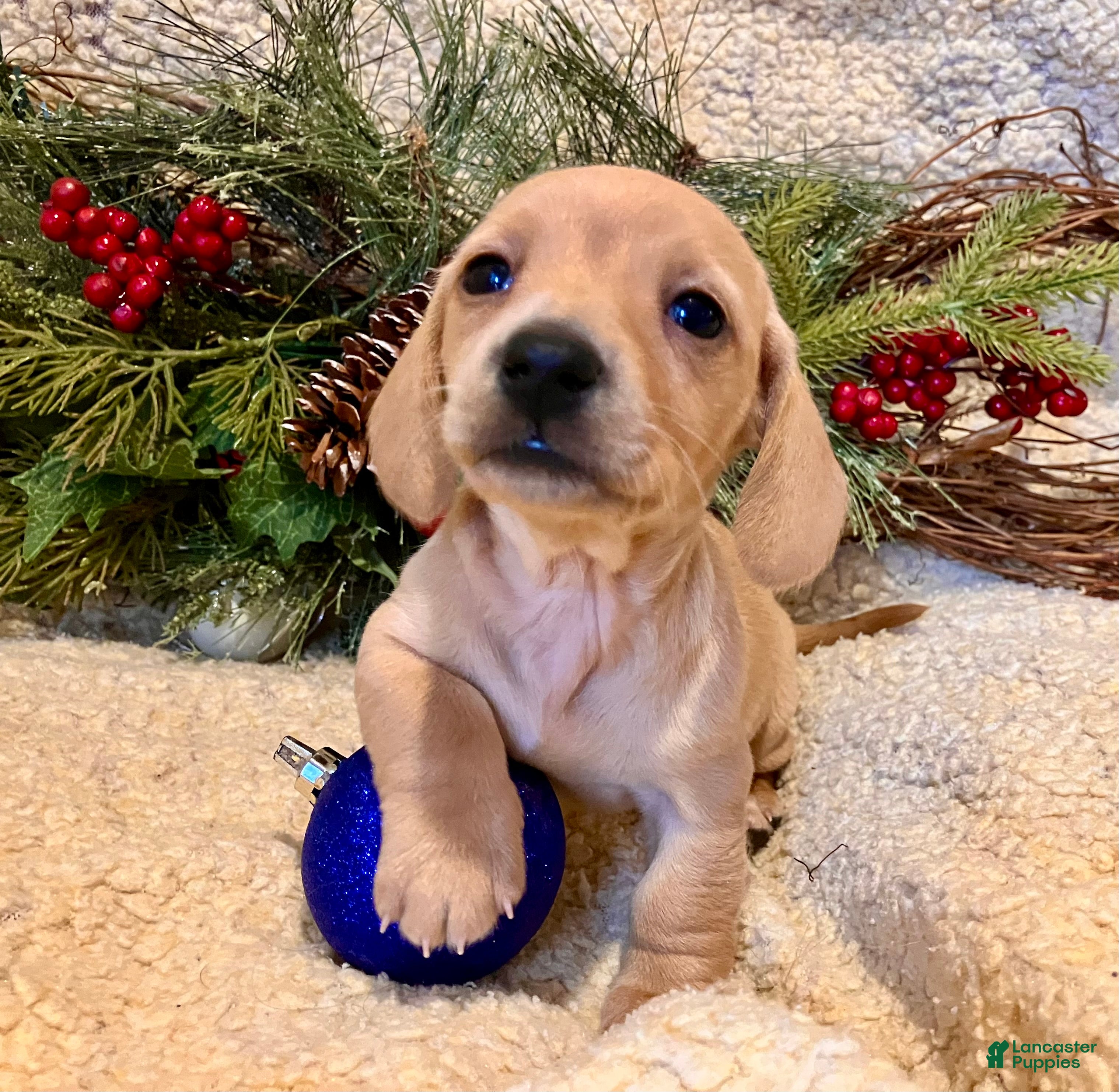 Miniature Dachshund dogs Rose of Nyland  - Ad 31