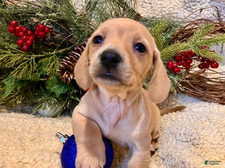 Miniature Dachshund dogs Rose of Nyland - Ad 37