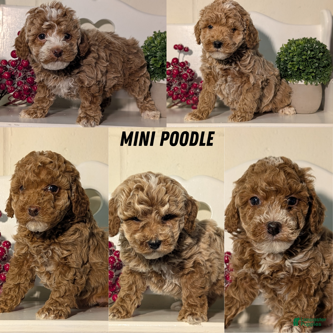 Miniature Poodle dogs for sale: Harmony  - Ad 10