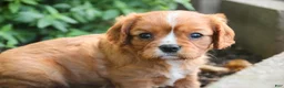 Cavalier King Charles Spaniel dogs for sale: Grace Cavalier King Charles Spaniel  - Ad 9