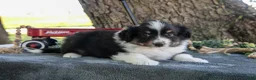 Miniature Australian Shepherd dogs for sale: Boots - Ad 2