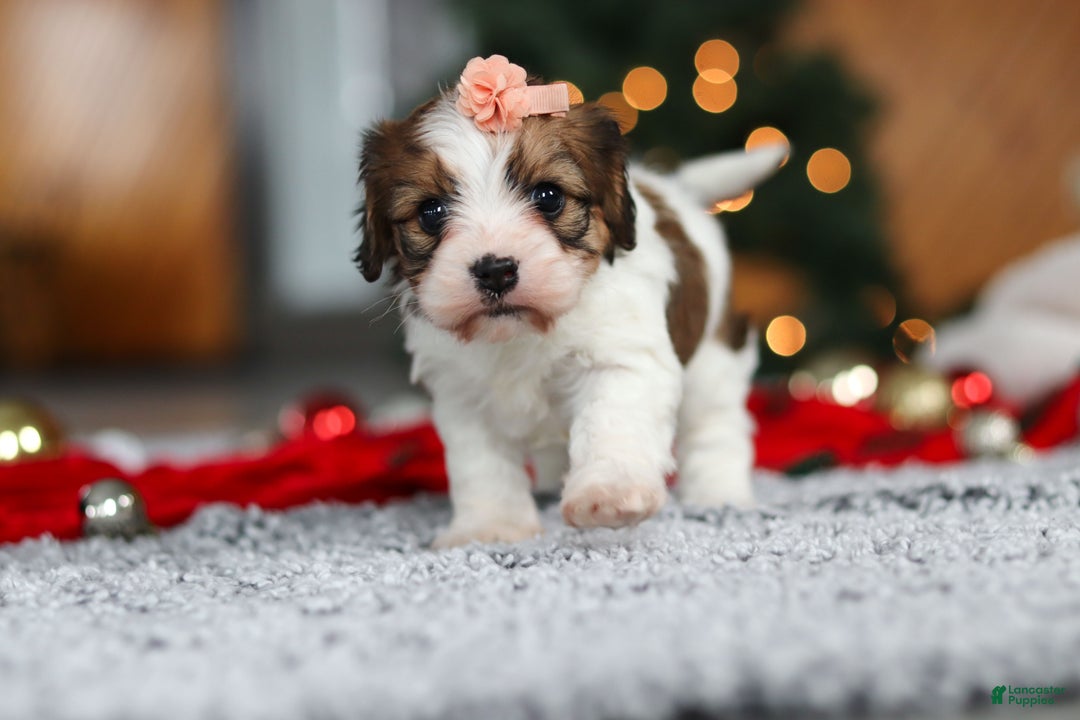 Cavachon dogs for sale: Dixie  - Ad 8