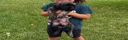 English Mastiff dogs for sale: speckle - Ad 3