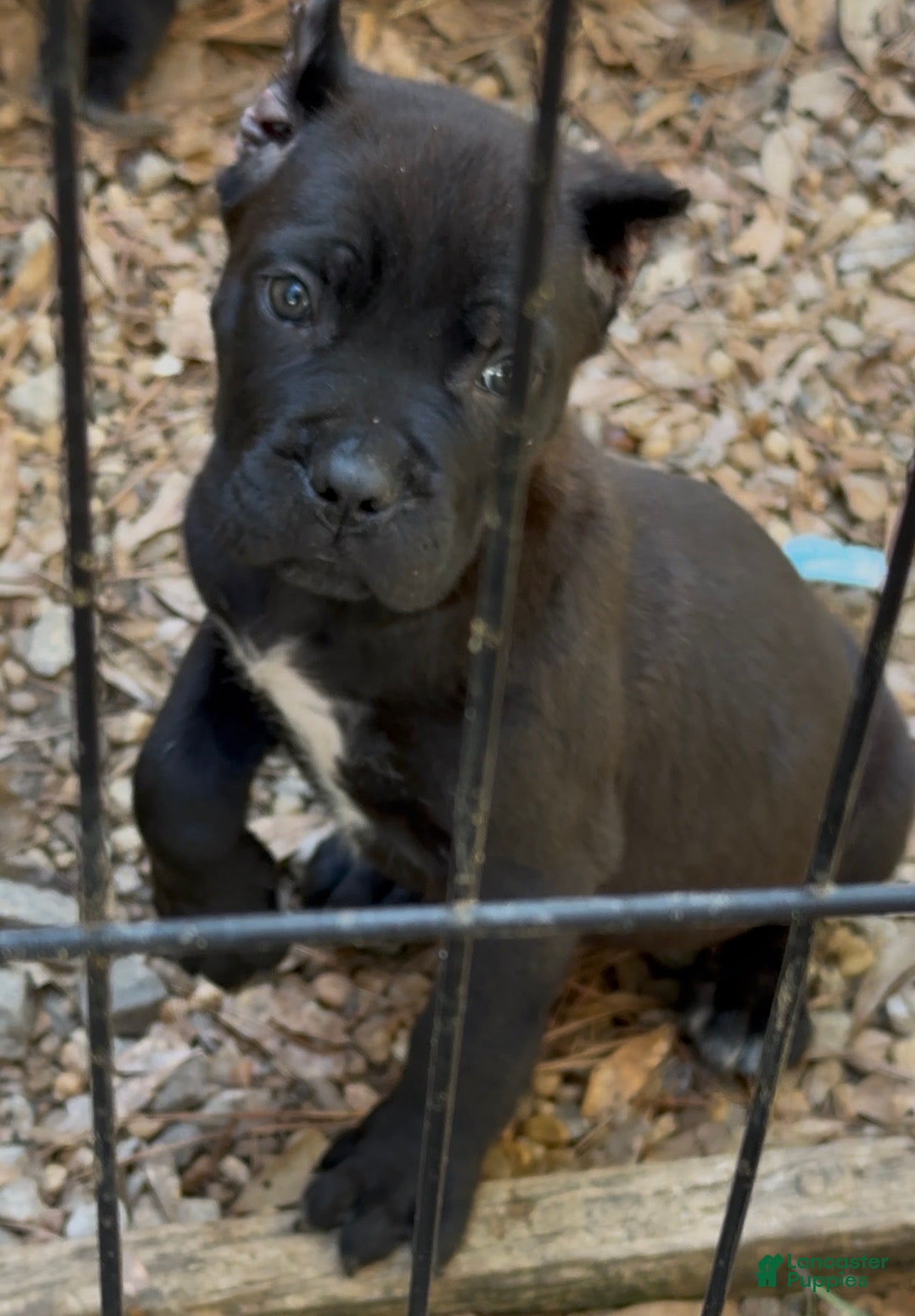 Cane Corso dogs Cane Corso Puppy 2 - Ad 21