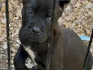 Cane Corso dogs Cane Corso Puppy 2 - Ad 39