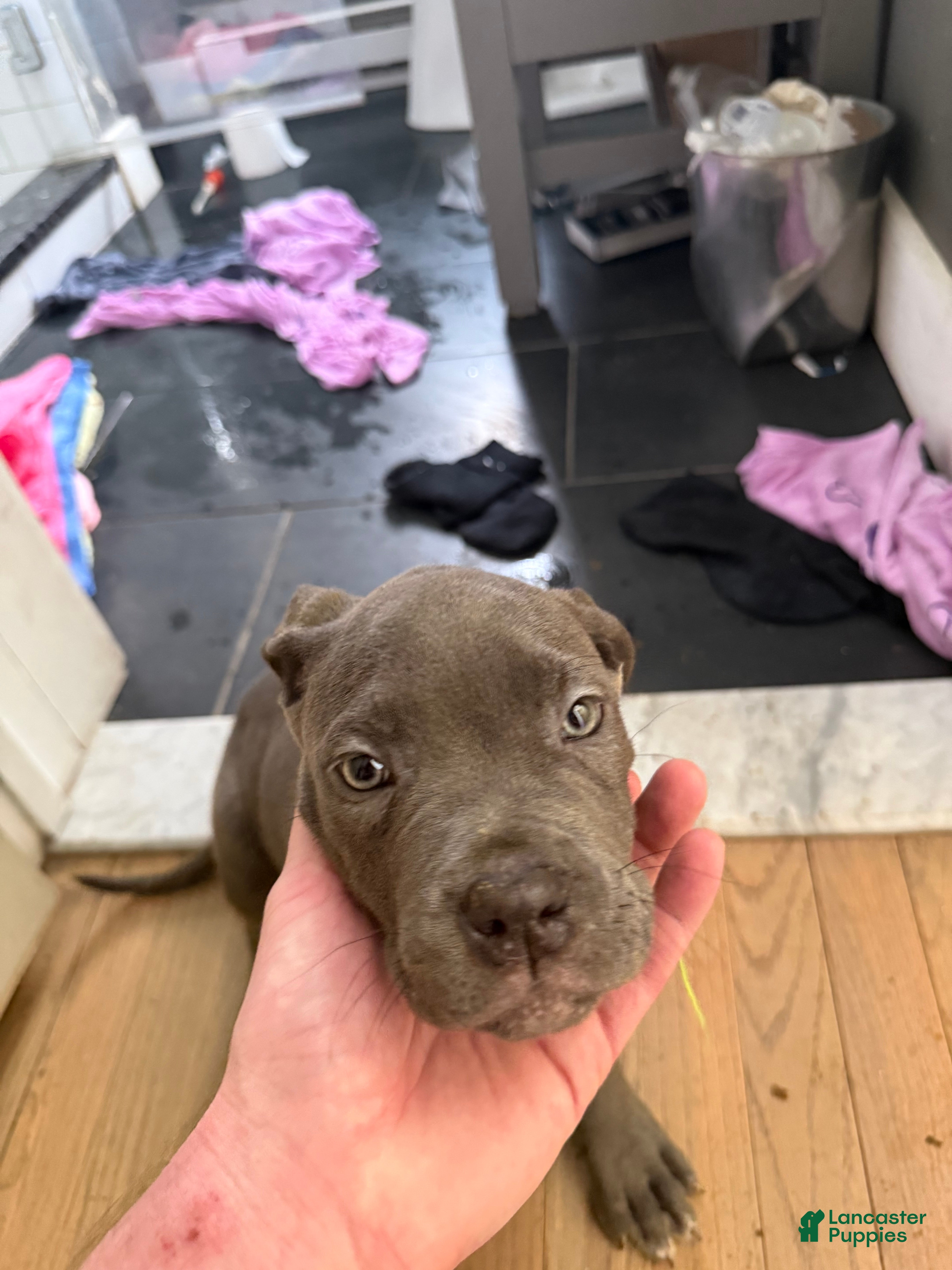 Cane Corso dogs Cane Corso Puppy 2 - Ad 2