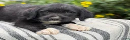 Mixed Breed dogs for sale: Gill - Ad 5