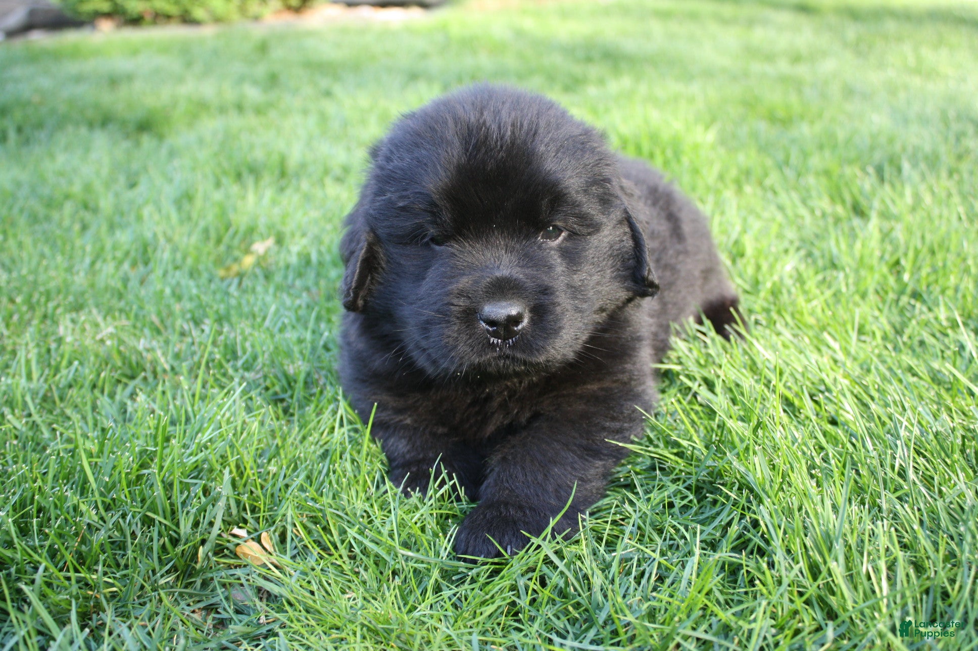 Newfoundland dogs Midnight - Ad 2