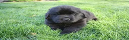 Newfoundland dogs for sale: Midnight - Ad 10