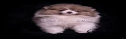 Pomeranian dogs for sale: Cartier - Ad 6