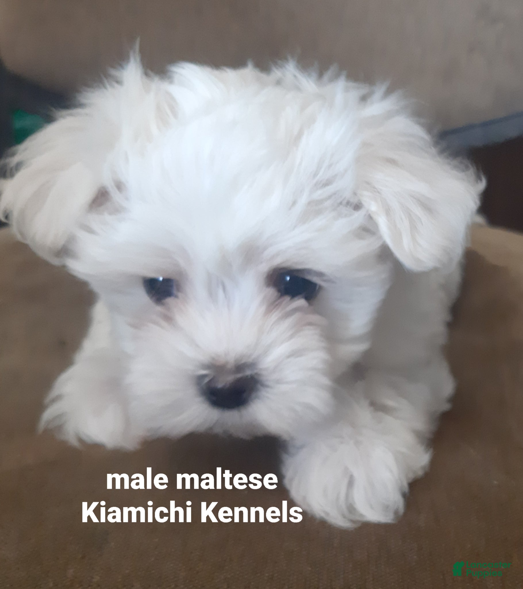 Maltese dogs Maltese Puppy 1 - Ad 2