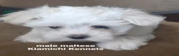 Maltese dogs for sale: Maltese Puppy 1 - Ad 2