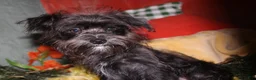 Morkie dogs for sale: Frank - Ad 4