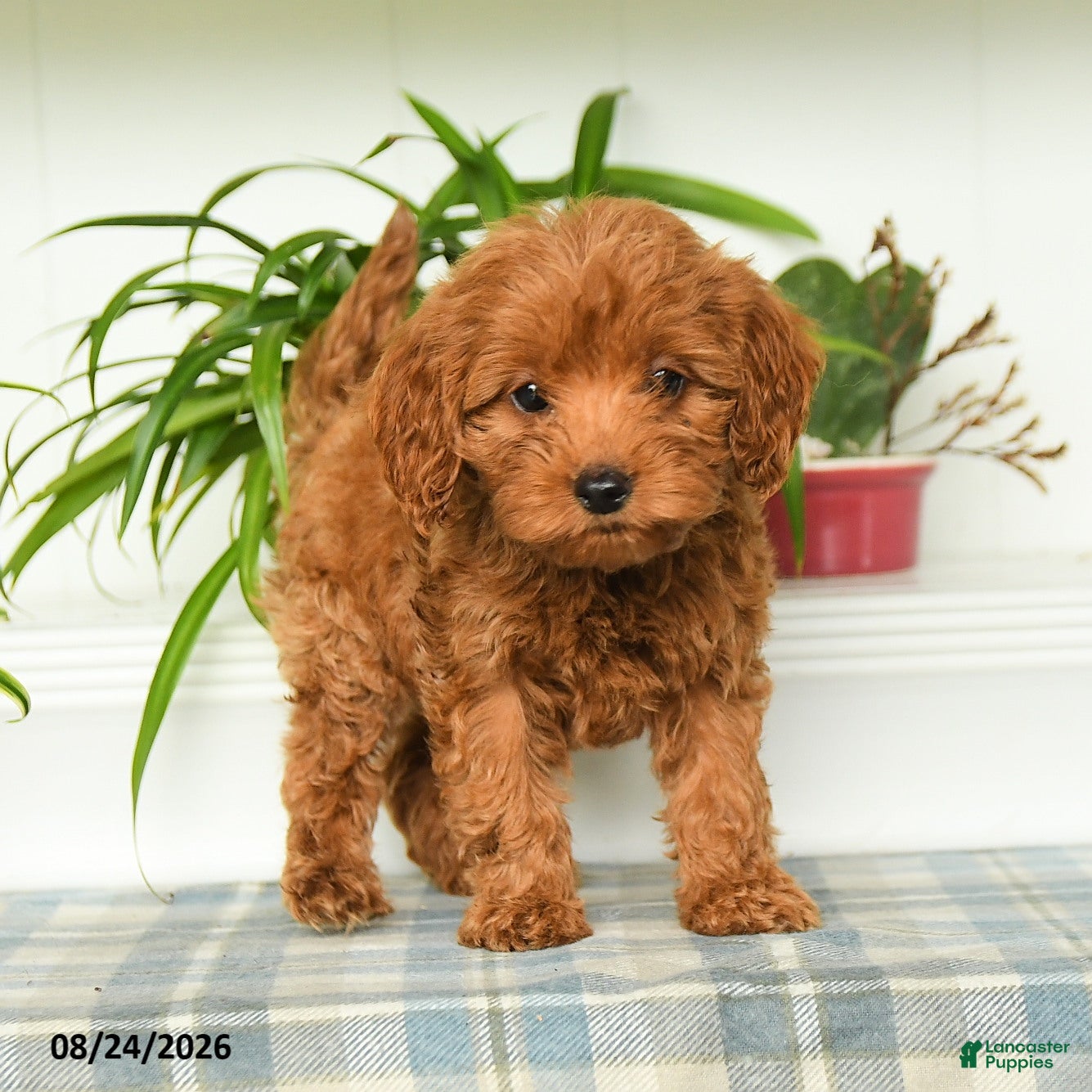 Mini Goldendoodle dogs Tori - Ad 1