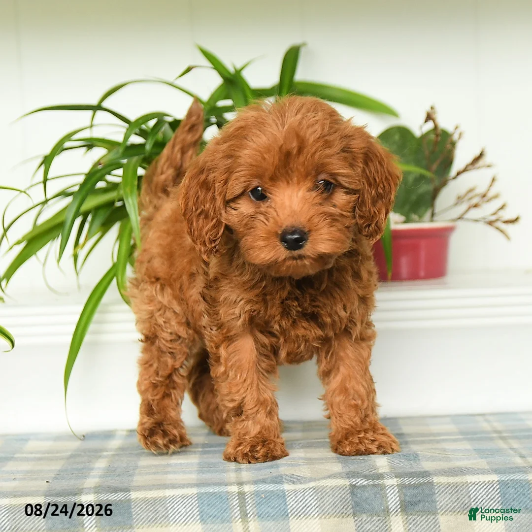 Mini Goldendoodle dogs for sale: Tori - Ad 1