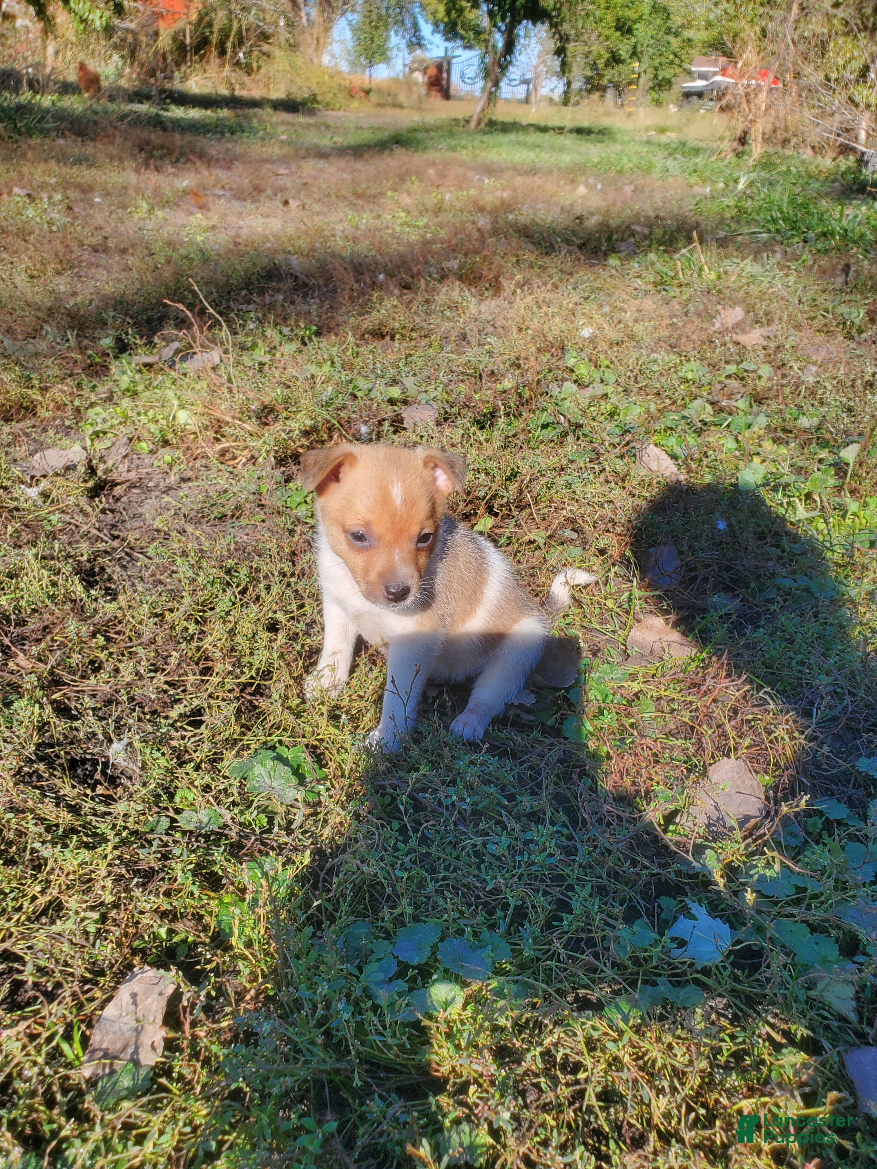 Jack Russell Terrier dogs for sale: Jack Russell Terrier 4 - Ad 39