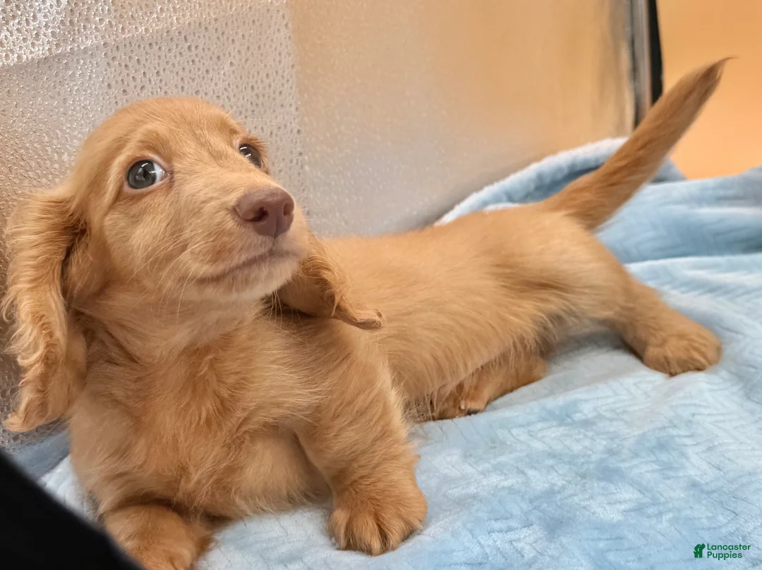 Miniature Dachshund dogs for sale: Ch Bred S.African/russian akc - Ad 1