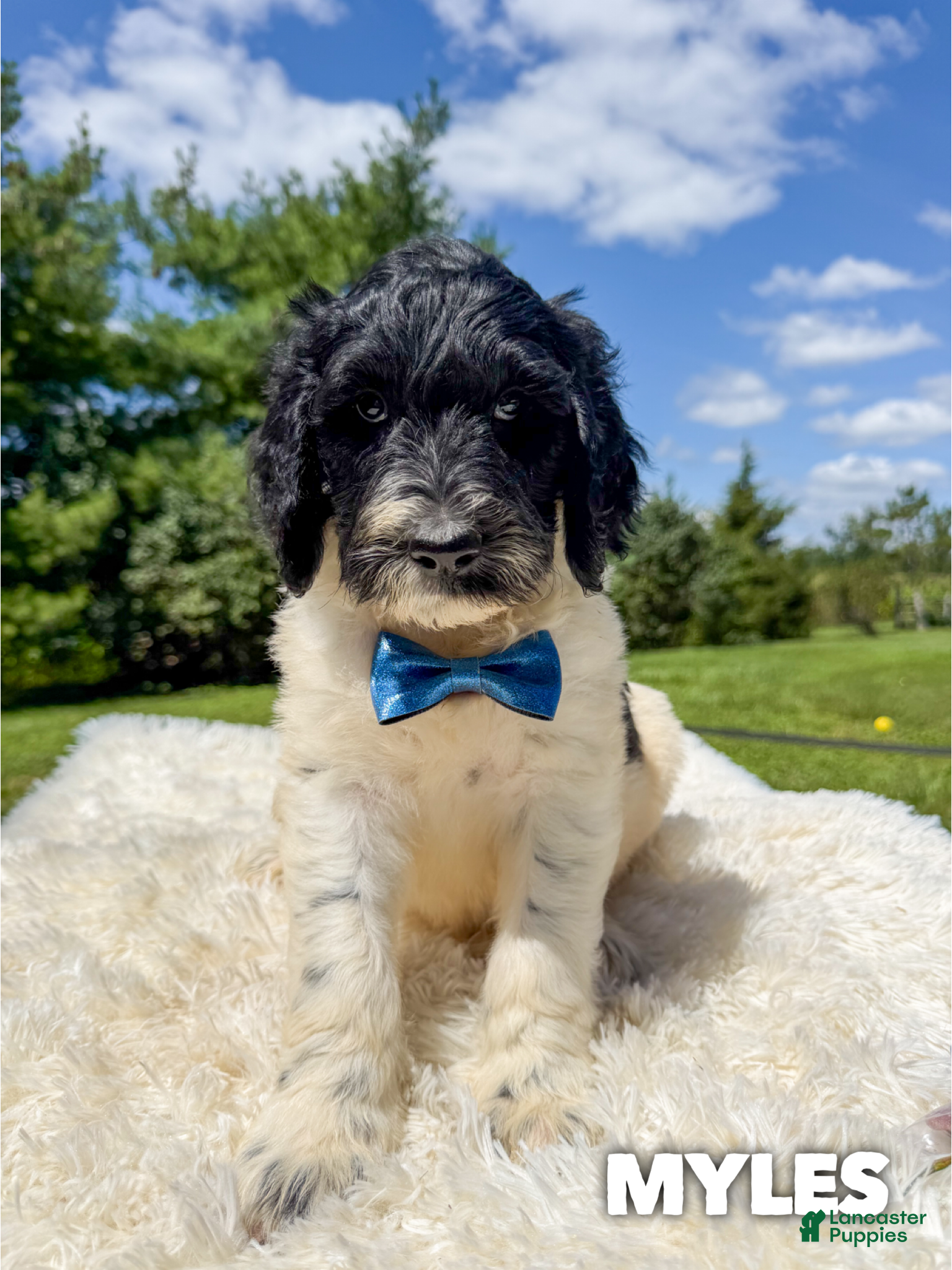 Goldendoodle dogs Myles - Standard F1b - Ad 24