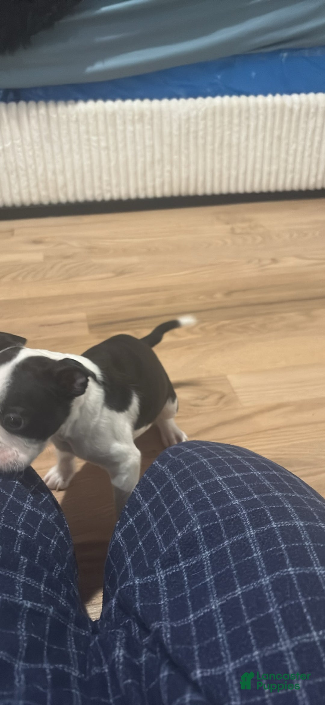 Mixed Breed dogs for sale: Mixed Breed Puppy 1 - Ad 2