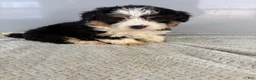 Mini Bernedoodle dogs for sale: Cari - Ad 6