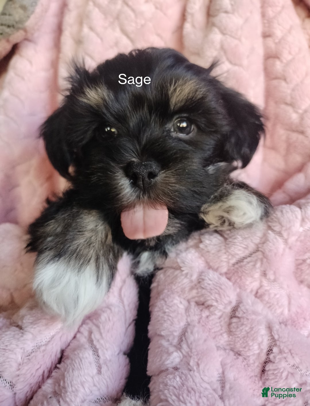 Chocolate Havanese Color Change Sable Havanese Puppies Bugsy