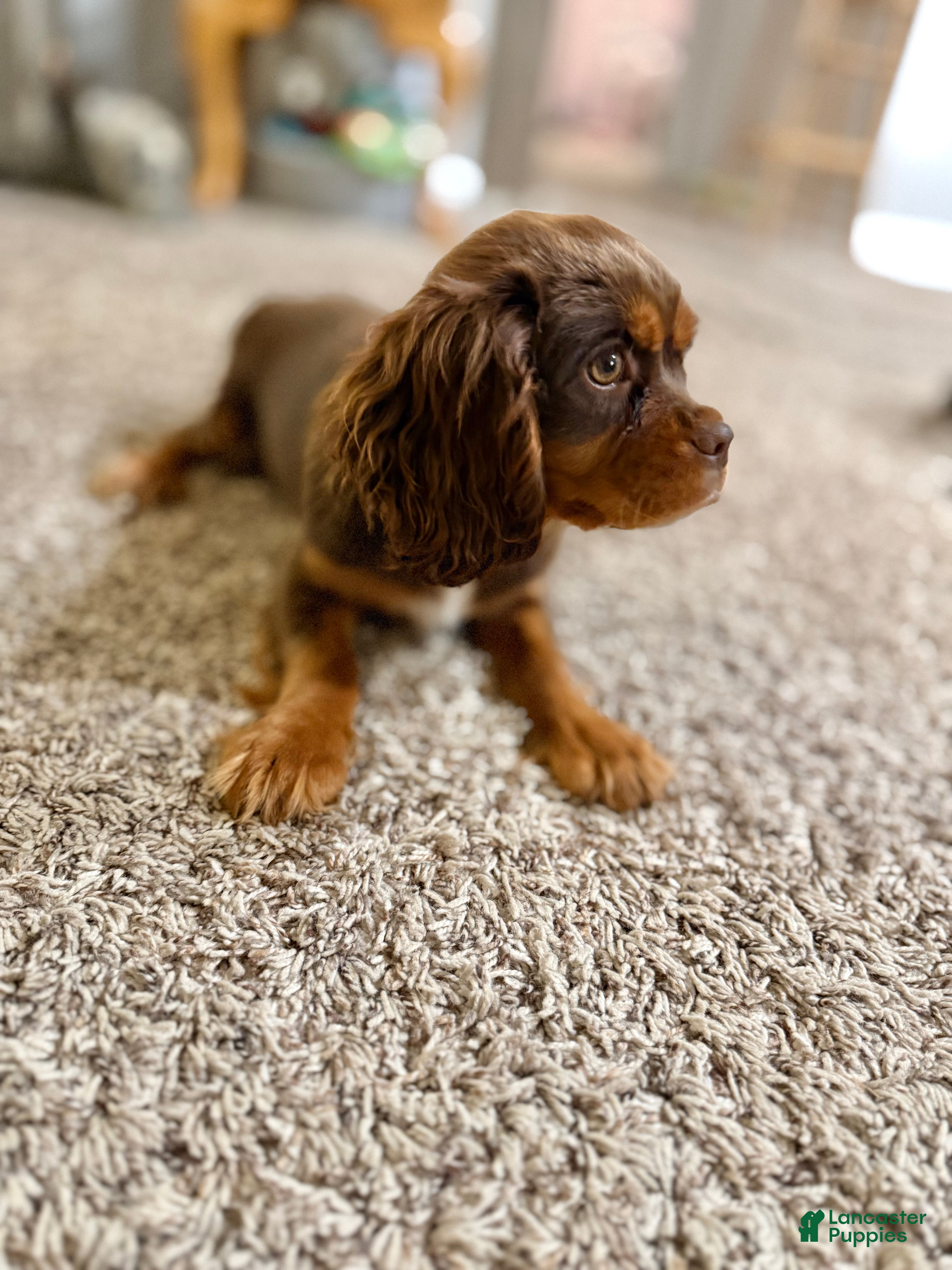Cavalier King Charles Spaniel dogs Barron - Ad 41