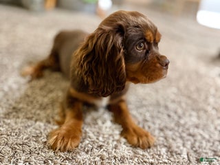 Cavalier King Charles Spaniel dogs Barron - Ad 42