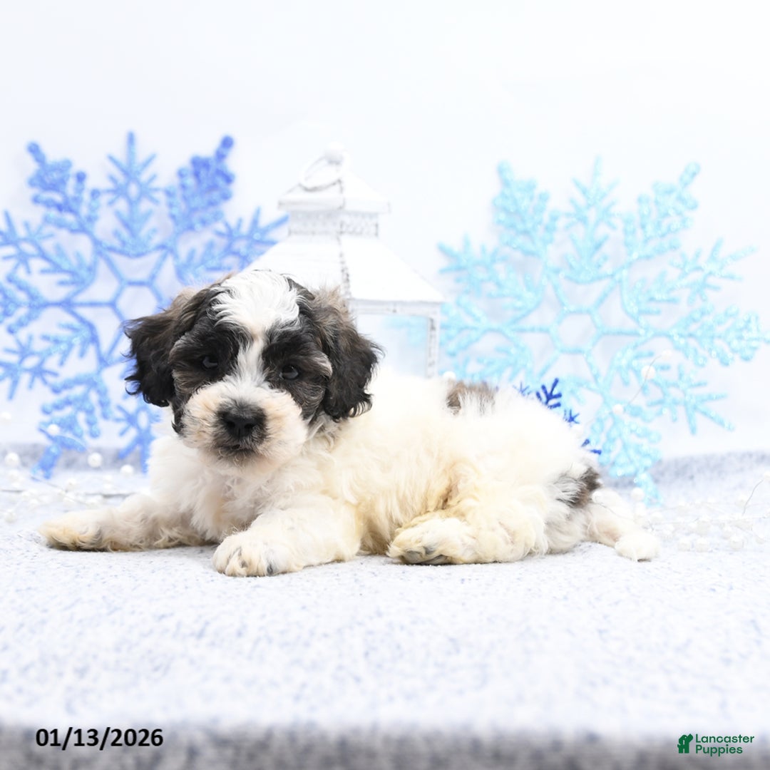 Mixed Breed dogs for sale: Mason - Ad 4