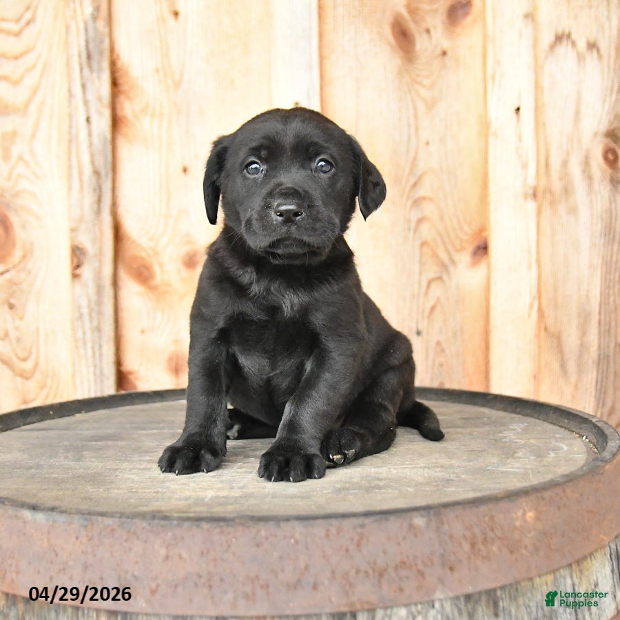Labrador Retriever dogs for sale: Ember - Ad 1