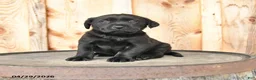 Labrador Retriever dogs for sale: Ember - Ad 1