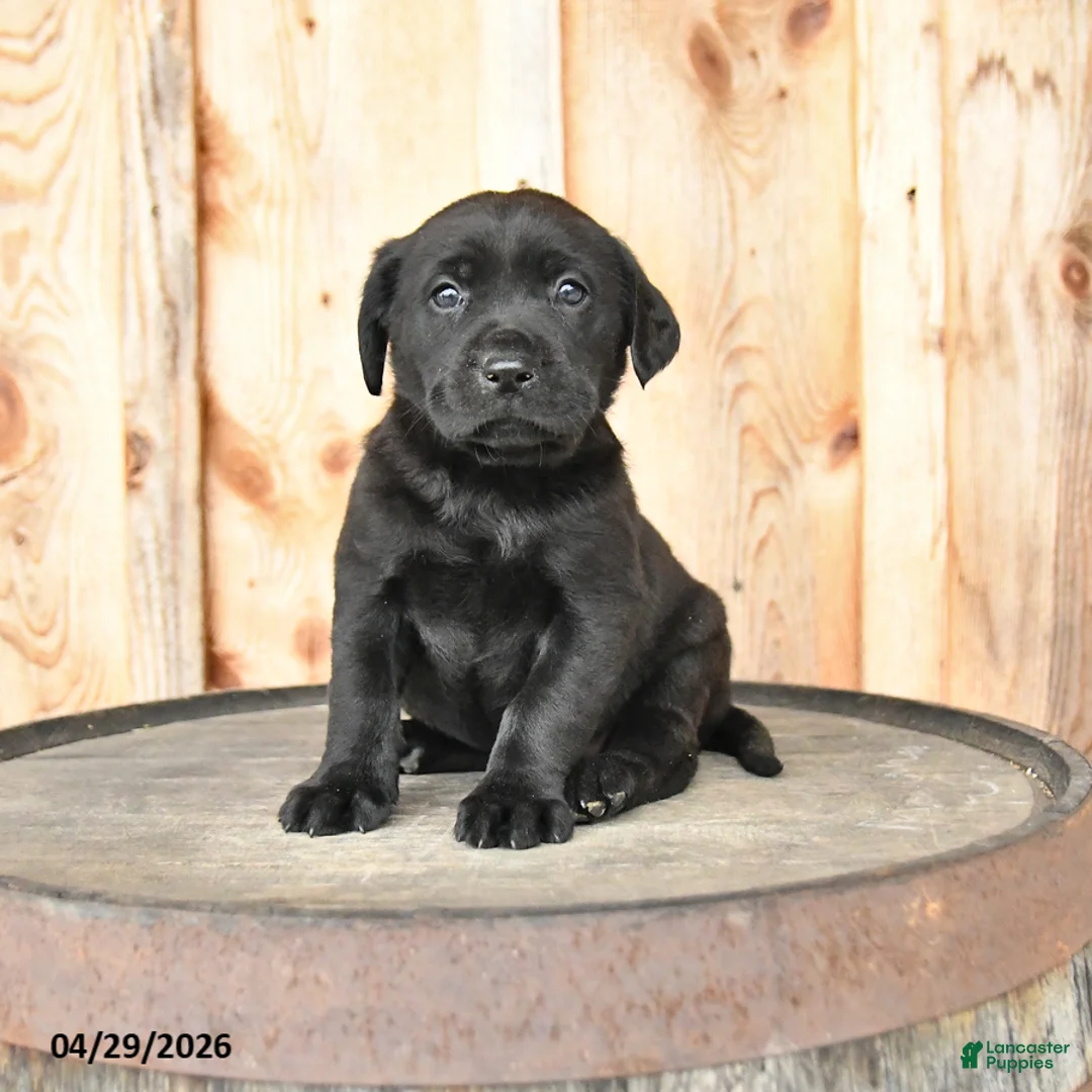 Labrador Retriever dogs for sale: Ember - Ad 1
