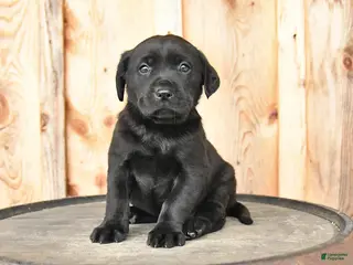 Labrador Retriever dogs for sale: Ember - Ad 1