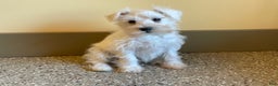 Miniature Schnauzer dogs for sale: Issy - Ad 1