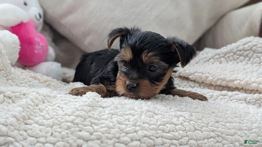 Yorkshire Terrier dogs for sale: Axel - Ad 3