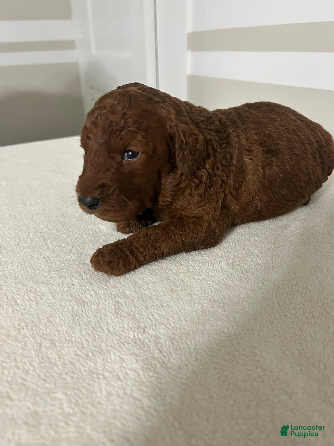 Mini Goldendoodle dogs for sale: Charles - Ad 2