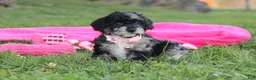 Miniature Poodle dogs for sale:  Bella - Ad 3