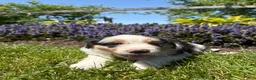 Australian Shepherd dogs for sale: Harper - Ad 4